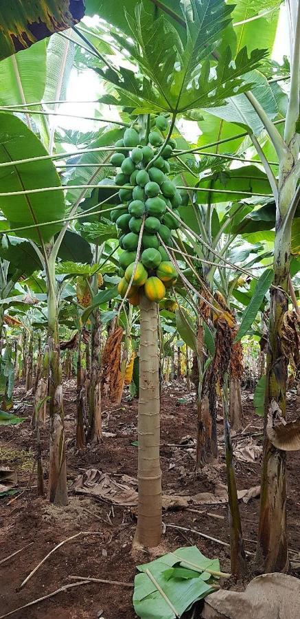 Banana Farm House هامبي المظهر الخارجي الصورة
