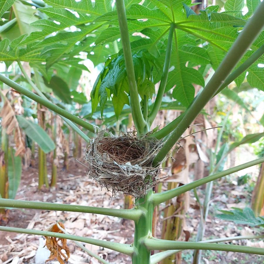 Banana Farm House هامبي المظهر الخارجي الصورة